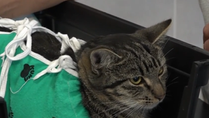 Pri Medzilaborciach niekto priamo v dedine nastražil pytliacke oká. Do jedného z nich sa chytil kocúr