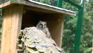 Na východe rúbu stovky stromov bez povolení. O hniezda tak prichádzajú chránené sovy