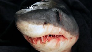 Krvavá dovolenka: Žralok odhryzol žene obe ruky, keď si ho chcela odfotiť