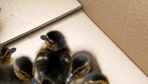 Okamžitá pomoc pred nákupným centrom v Banskej Bystrici zachránila 9 operených životov