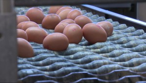 Zahraničné reťazce rušia objednávky na vajcia z klietkových chovov