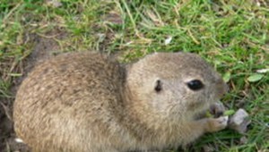 Pytliaci zabíjajú sysle pre mäso, ochranári prosia o pomoc