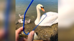 VIDEO: Z okolia bratislavského jazera si ľudia urobili smetisko. Doplácajú na to labute