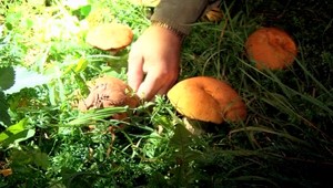 Diviak na hubách. Hubačka s baterkou v ruke