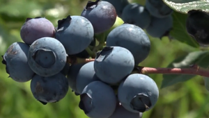 Na Záhorí zamestnávajú aj čmeliakov a dravce. Ukážeme vám unikátnu slovenskú farmu