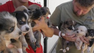 Hrdinský čin detí: Súrodenci našli a zachránili deväť šteniatok