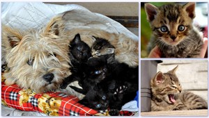 Nela a Murko hľadajú dobrých ľudí a domov