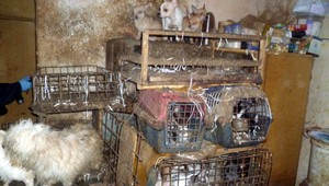 Malé klietky plné výkalov, steny nasiaknuté močom. V dome žilo 212 psov