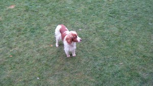 Hľadá sa fenka špringlšpaniela, nevideli ste ju?