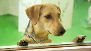 VIDEO. Keď pes uchmatne zubnú protézu