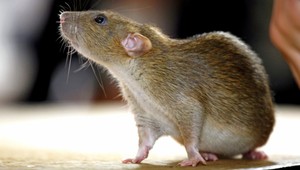 Zabezpečte si domovy. Chlad vyláka z úkrytov hlodavce, ktoré nemajú problém liezť aj po múroch