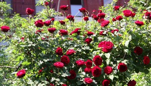 Ruže pre každú záhradu. Ako sa správne starať o kráľovné kvetov?