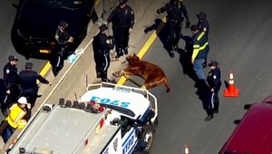 Netradičná uzávierka diaľnice. Veterinári naháňali obrovské zviera