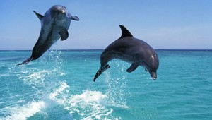 Delfíny šikanujú delfína. Prozaická príčina - láska...