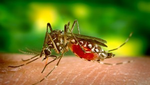 Komáre šíriace maláriu chcú vyhubiť geneticky modifikovanými hubami