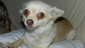 Našla sa táto fenka, hľadá sa jej majiteľ!