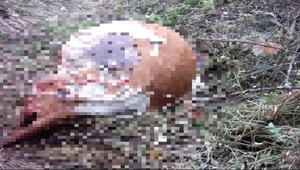 Šok v Málinci! Farmár našiel svoju kravu rozporcovanú