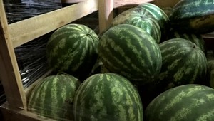 Kým na pulty obchodov prichádzali zahraničné melóny, tie slovenské hnili. Pestovatelia nad tým lámu palicu