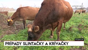 Štúdio 24: Prípady slintačky a krívačky