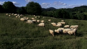 Na družstve zmizlo takmer 300 oviec. Majiteľ obviňuje pastiera