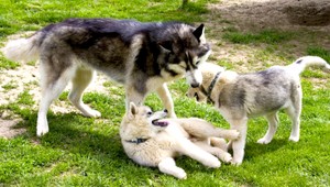 Psy v ohrození. Nebezpečný parazit štvornohých miláčikov zabíja