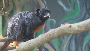 Neuveriteľný prípad: Ukradnutú opicu z francúzskej ZOO našli na Slovensku
