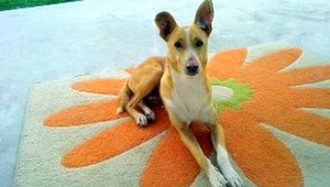 V Hviezdoslavove sa stratil Beny! Nálezcu čaká odmena