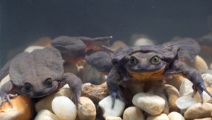 Takto vyzerá posledná žaba svojho druhu. Ochranárom sa podaril zázrak a možno nevyhynie