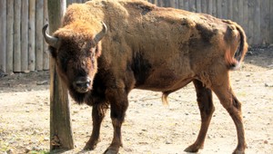 Kuriózna nehoda na východe Slovenska. Šoféra prekvapili zubry na ceste