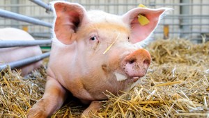 Podľa Matečnej je situácia s africkým morom dramatická. Chystajú sa zintenzívniť lov diviakov