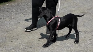 Nebezpečný nález objavila žena počas prechádzky so psom. Na miesto boli privolaní policajti z enviro odboru
