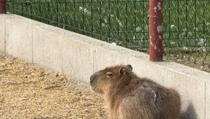 Kam zmizla Fifinka? Známa kapybara z Family parku bola podľa majiteľa unesená