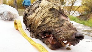 Vedci našli na Sibíri zachovanú hlavu vlka. Jej vek odhadujú na 40 tisíc rokov