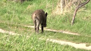 Obyvatelia majú obavy o bezpečnosť: Diviaky behajú po ihriskách aj záhradách