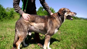 Zúrivý diviak medzi panelákmi zaútočil na psa. Majiteľ ho musel dať okamžite operovať