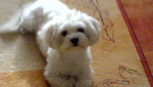 Pri vlakovej stanici v Bratislave sa stratil psík