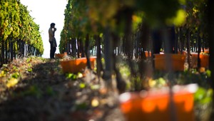 Vinári to majú čoraz ťažšie. Ničia ich vína zo zahraničia