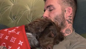 Luxusný psí život. Fenka Beckhamovcov spí v deke za tisíce eur