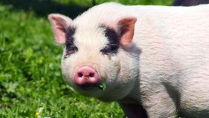 Pri Veľkom Mederi chcú postaviť prasačiu farmu. Ľudia sa búria