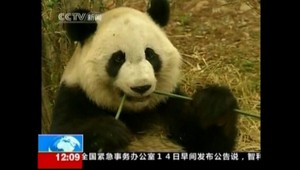 Vychudnutá panda Mei Lan sa konečne rozjedla