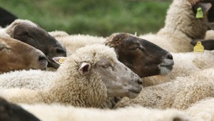 Stádo oviec spáslo vyše 270 kilogramov konope. Skákali vyššie ako kozy, uviedol majiteľ