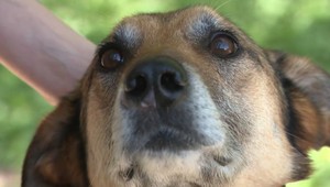 Ľudská krutosť nepozná hraníc. Vo vyhladovanom psíkovi našli brok