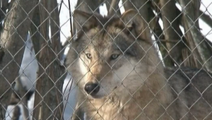 Lov vlka je v rukách legislatívy: Kvóty sú určené, lov zatiaľ nepovolený