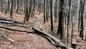 Pre priskorú ťažbu dreva lesníci zničili cesty do prírody