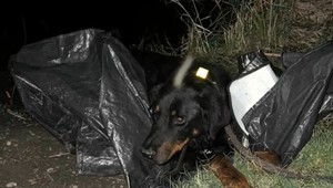 Podozrenie z týrania zvierat: Pri jazere objavili vysileného psíka v igelitovom vreci