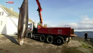 Veľryba mala v žalúdku 30 igelitových tašiek, museli ju utratiť