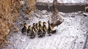 Rodinka uviazla v rozostavanej budove. Policajti zachránili 11 životov