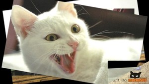 Ako mačky pózovali pred objektívom fotografky...