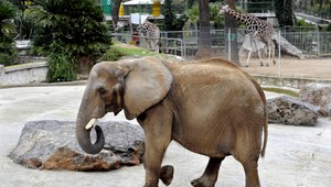 V Prievidzi videli slona! Po čase sa niekam stratil...