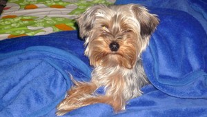 V Košiciach sa stratil Beny, majitelia sľubujú odmenu